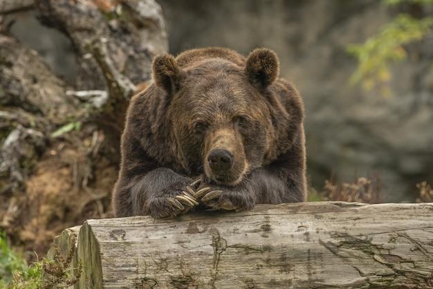 Free photo closeup shot of a grizzly bear laying on a tree