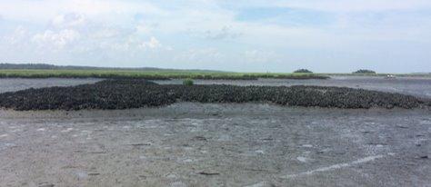 An oyter reef.  The reef rises a foot or two above the muddy bottom of an estuary.