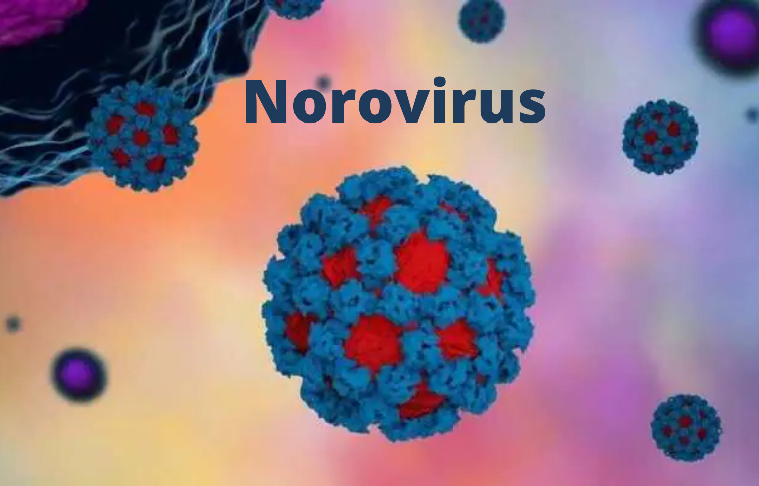 norovirus