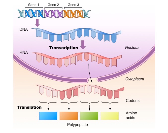 one gene - one polypeptide