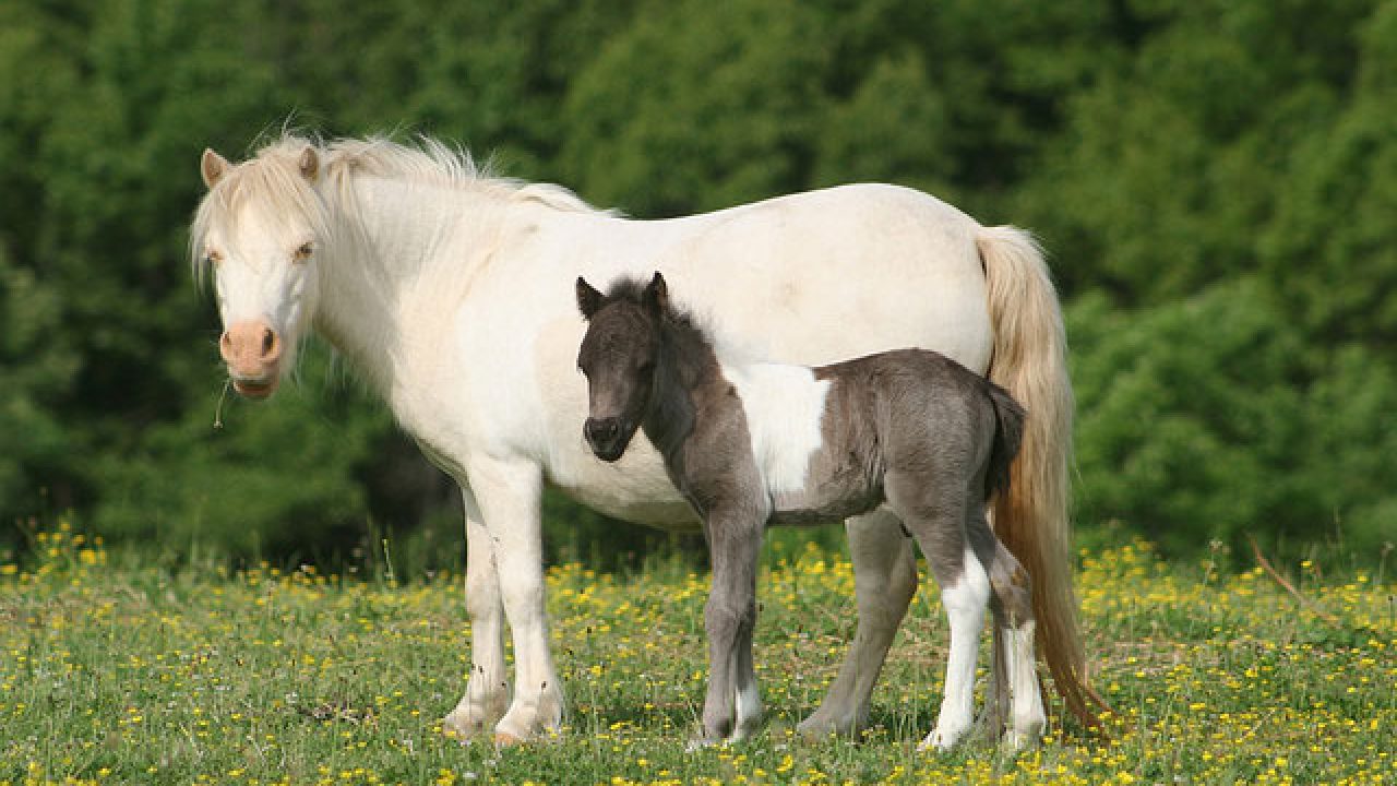 Rescue Miniature Horses