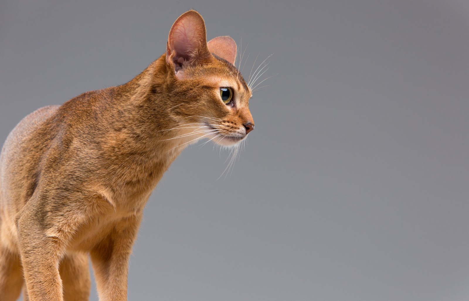 Image of an Abyssinian cat 