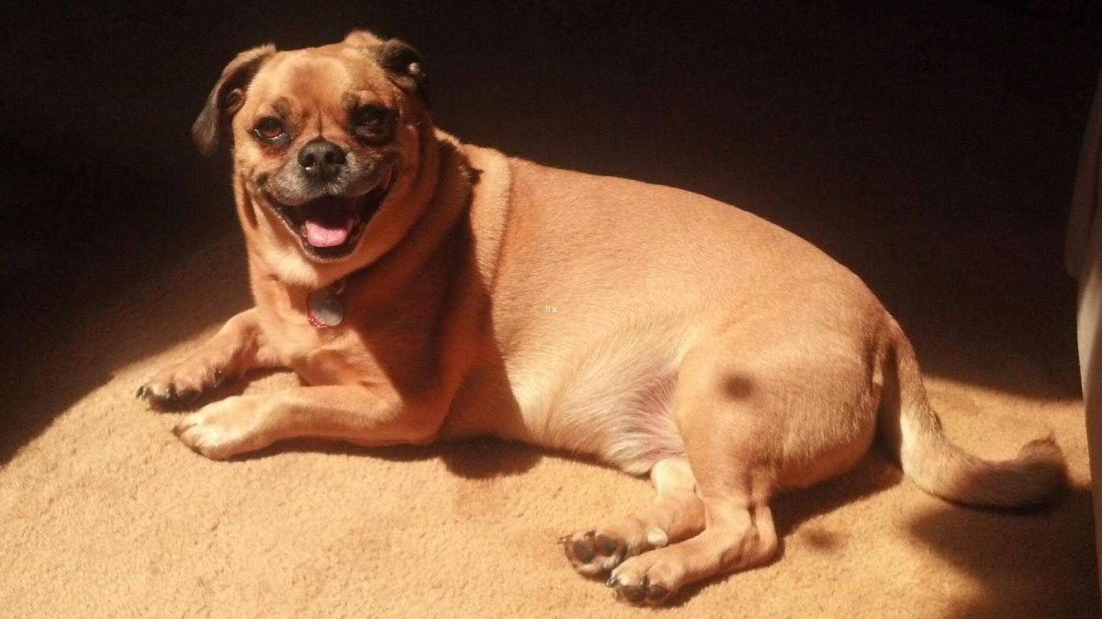 Retro mop old fashioned dog lying in sun longer nose