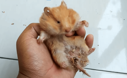 Ciri-Ciri Hamster Sakit