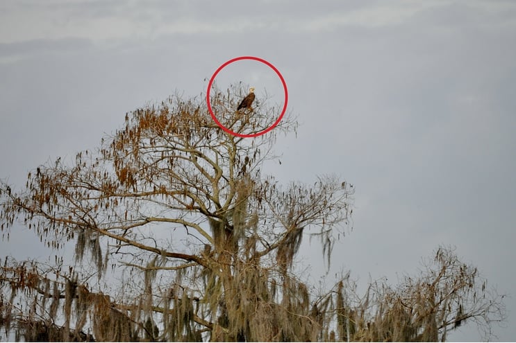 An eagle spotted in a tree during an airboat tour at Wild Florida