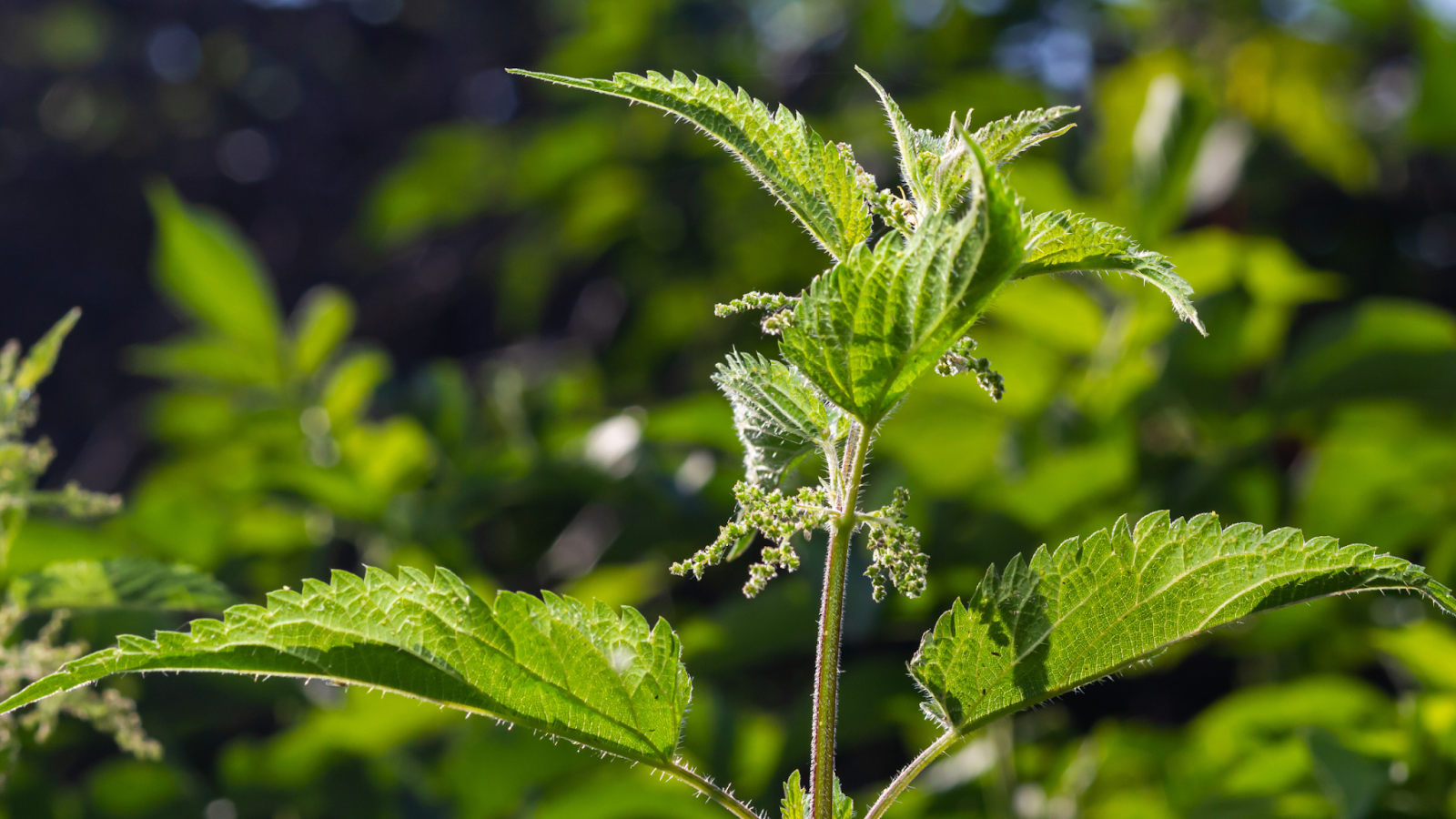 leaves and flowers of stinging nettle