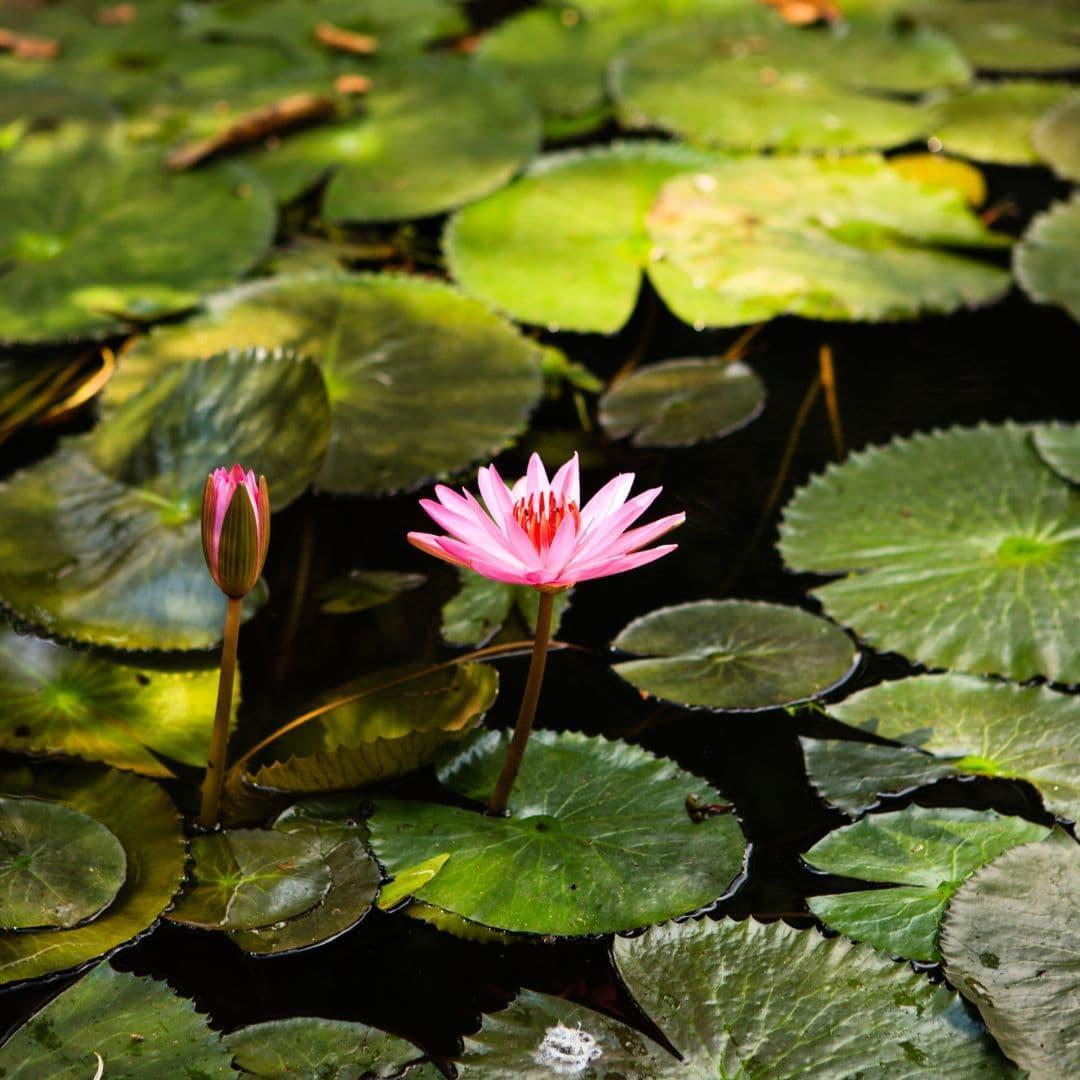 water Lilly for koi pond