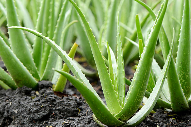 Benefici dell'aloe vera per il sistema immunitario :
