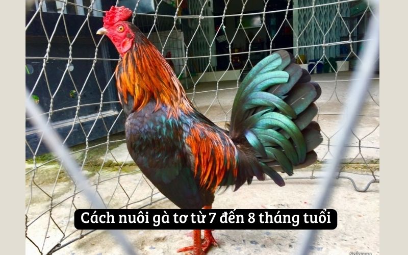 Cách nuôi gà tơ từ 7 đến 8 tháng tuổi