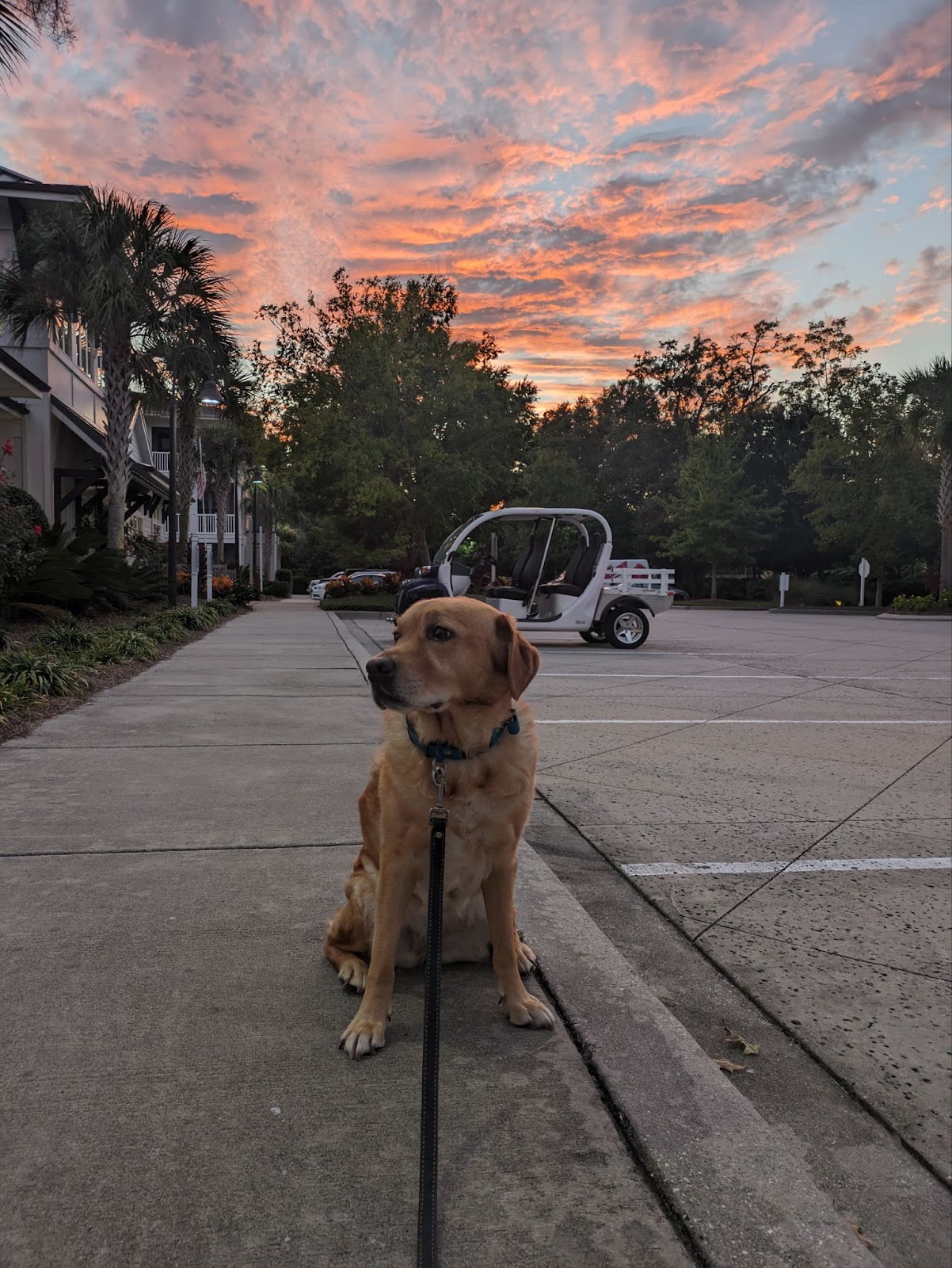 Stella at sunset