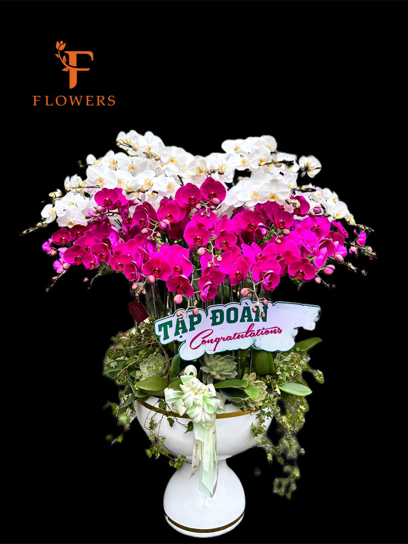 Ý nghĩa màu hoa lan hồ điệp | Shop hoa tươi quận 7