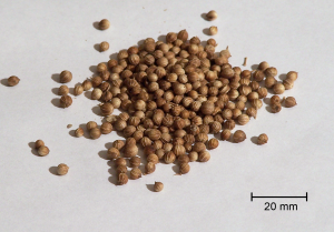 Coriander SEEDS