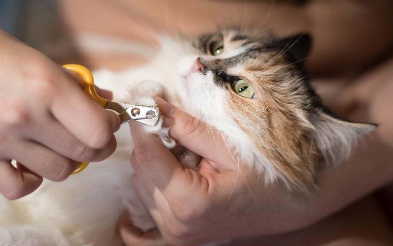 How To Cut & Trim Your Cat's Nails | Petbarn