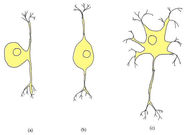 Clasificación de las neuronas. (a) Neurona unipolar. (b) Neurona bipolar. (c) Neurona multipolar
