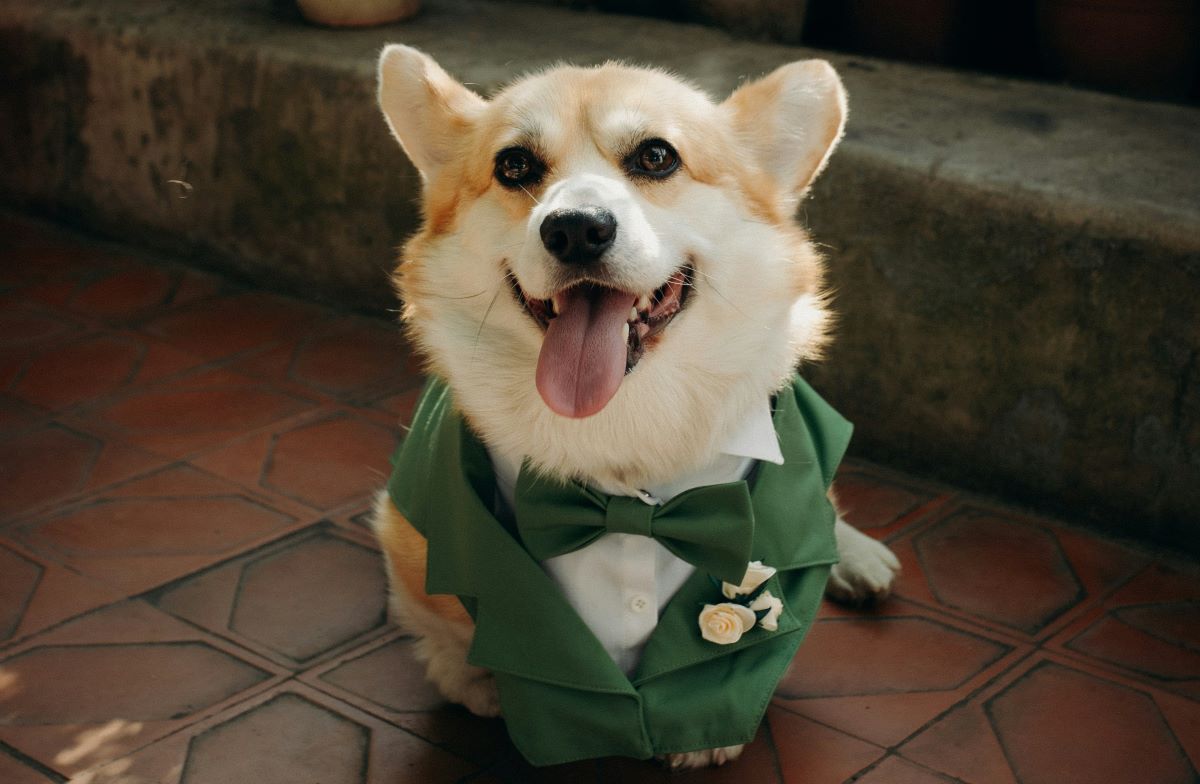 グリーンの衣装を着た愛犬