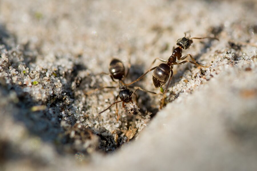 Odorous ants in Wisconsin