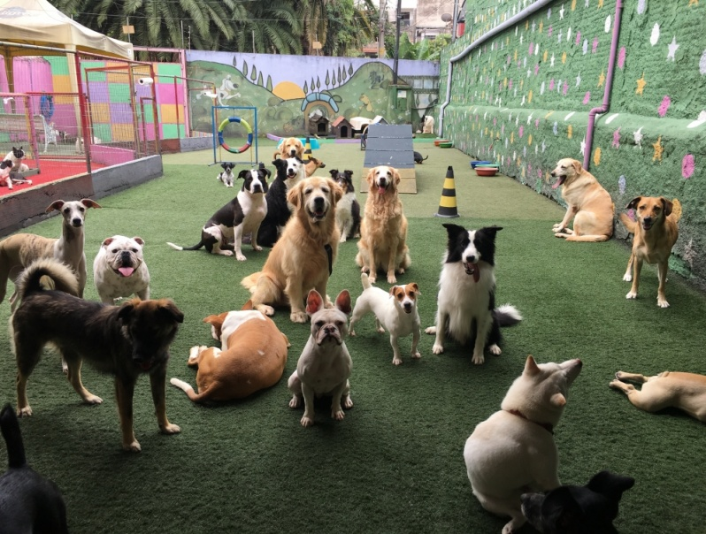 creche para cachorro