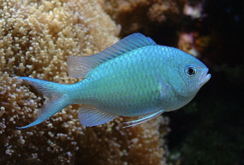 Saltwater Fish for Aquariums -  Green chromis fish