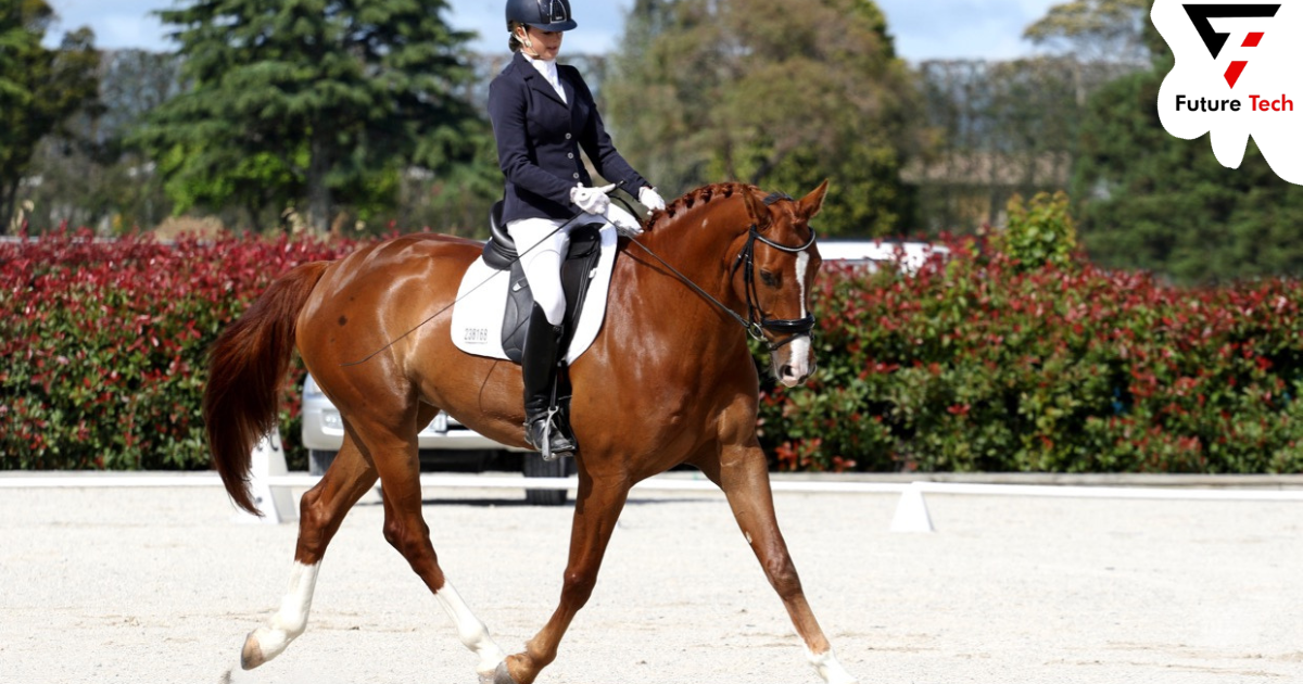 How Are Dressage Horses Training? 