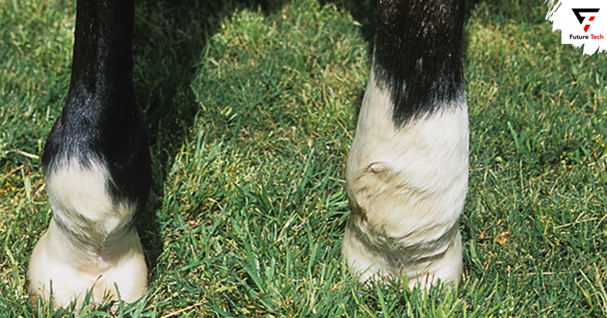 What is Cellulitis in Horses