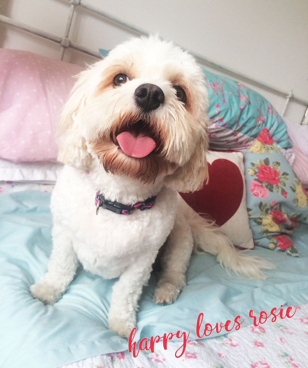 cavachon dog on tidy clean bed