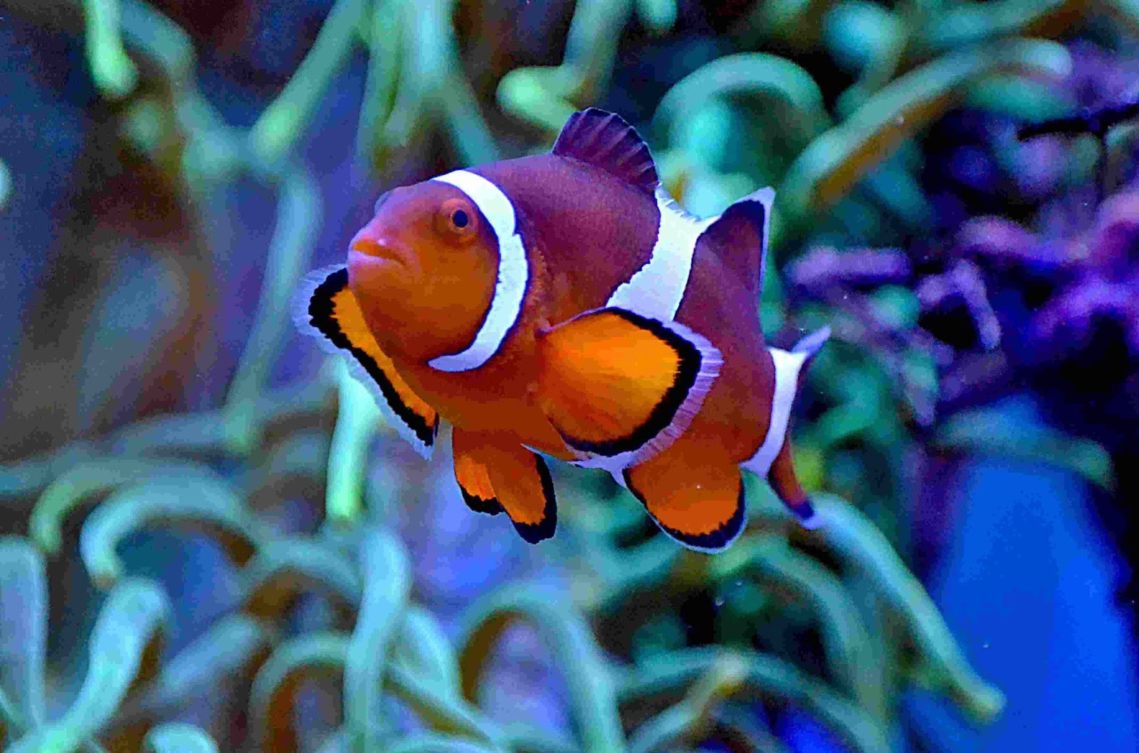 Clown fish, orange with white striped fish in the aquarium