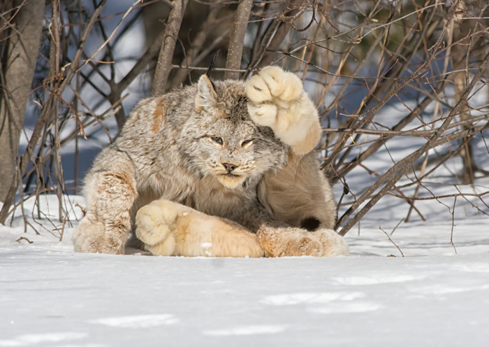 Meet The Canada Lynx Cat With Paws As Big As A Human Hand