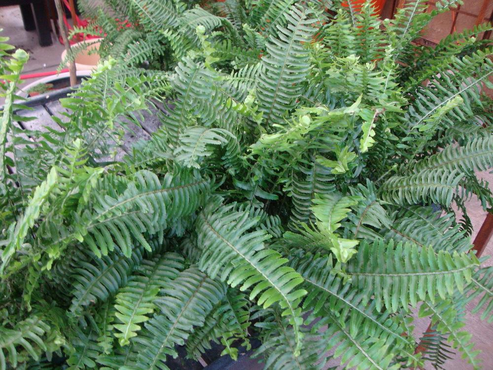 Australian Sword Fern (​Nephrolepis obliterata​)