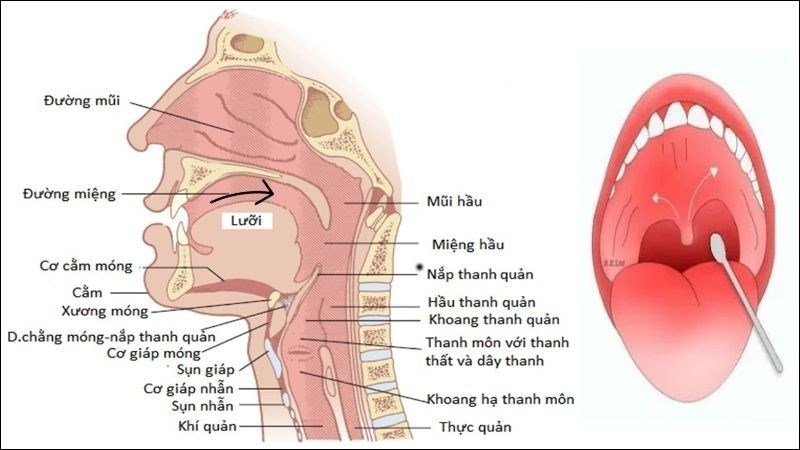 Kích thích hòm họng