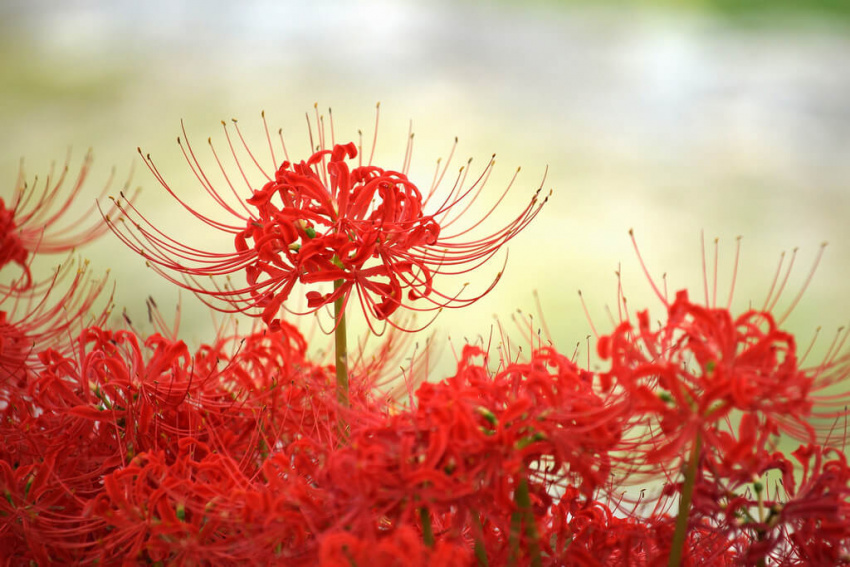 Hoa bỉ ngạn màu đỏ