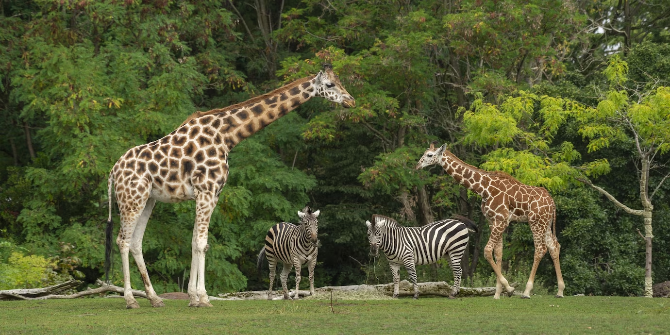 La giraffa - habitat