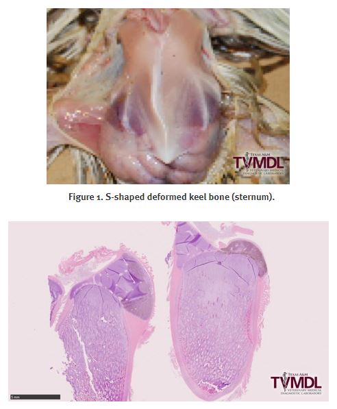 Deformed Bone in Chicken