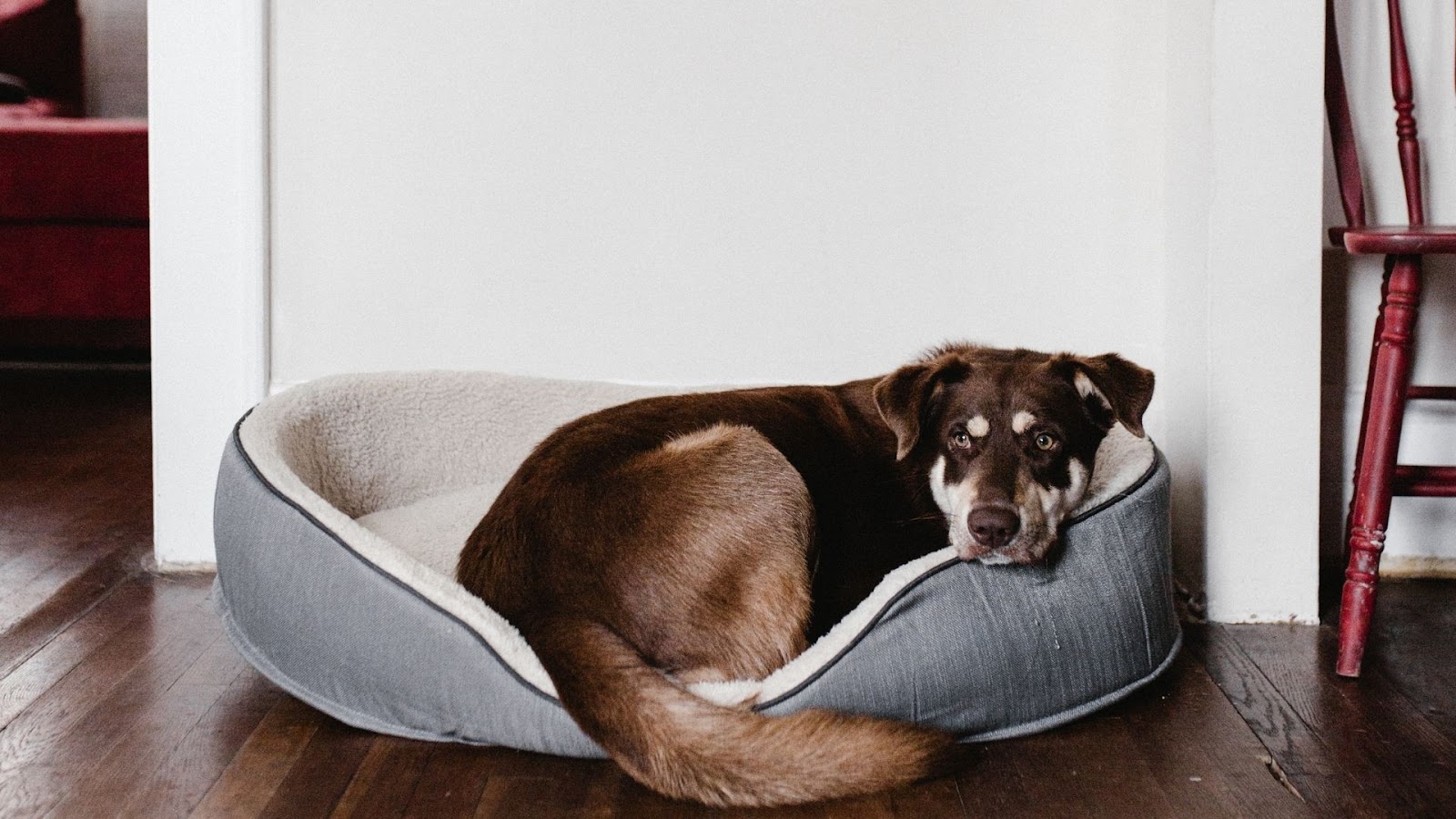 Washable Pet Beds