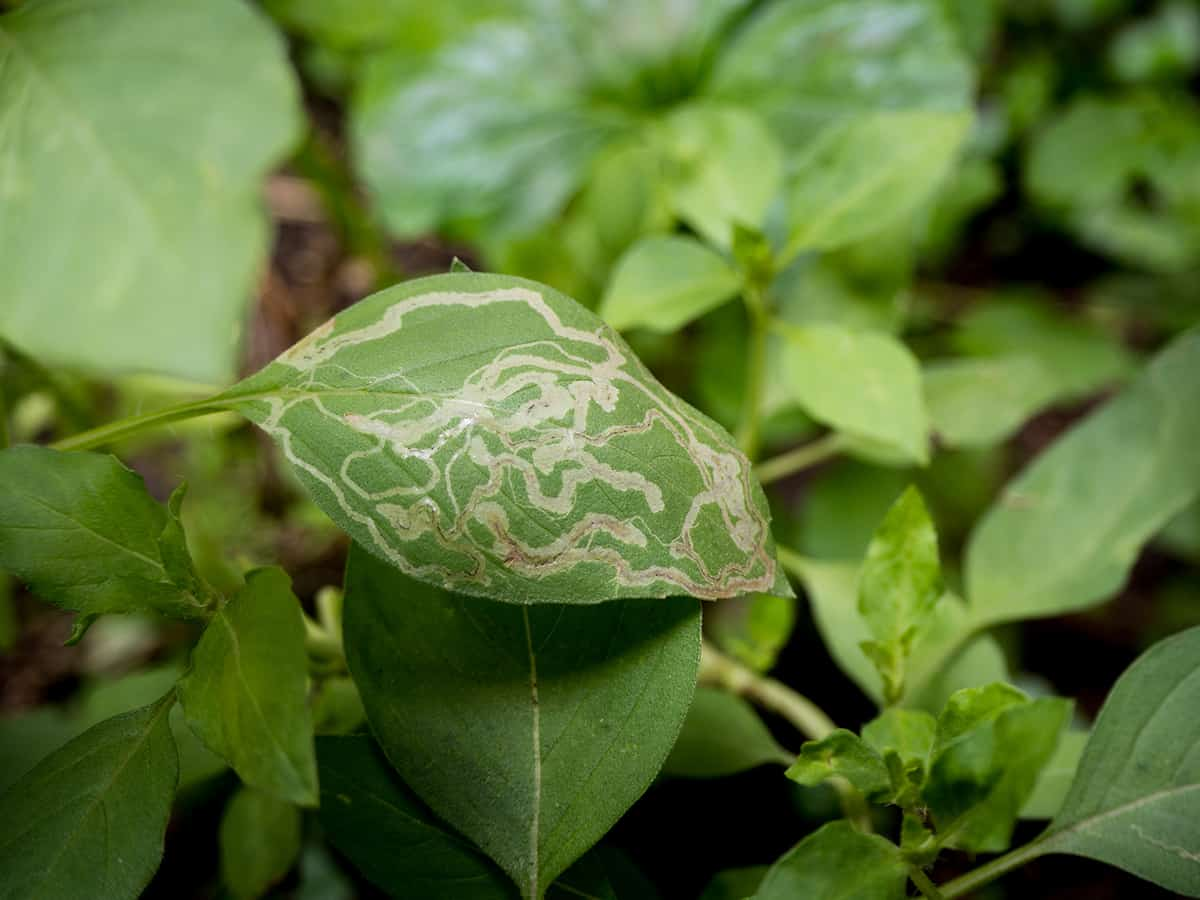Pests and Diseases