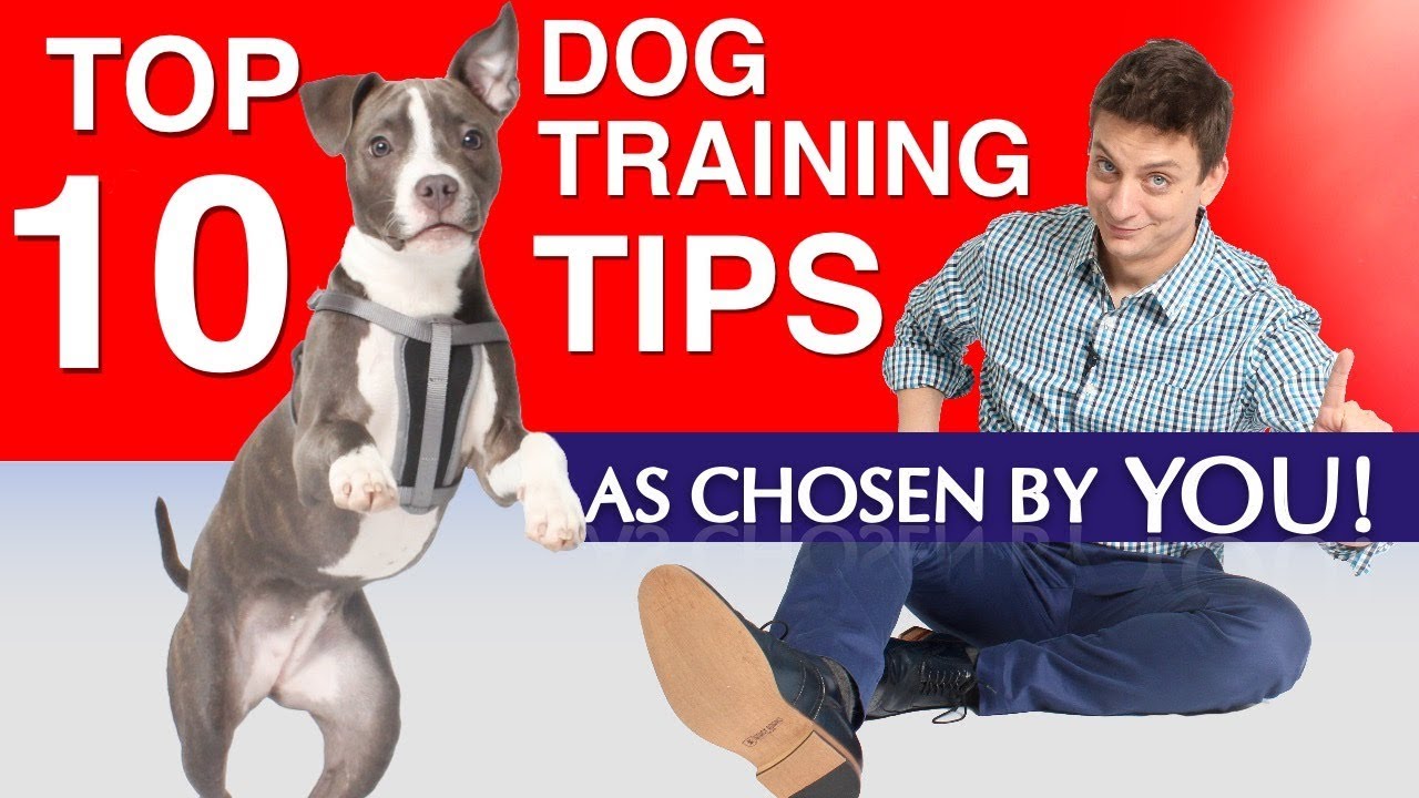 https://us-east-1.linodeobjects.com/tips-for-dog-training/tips-for-dog-training.html