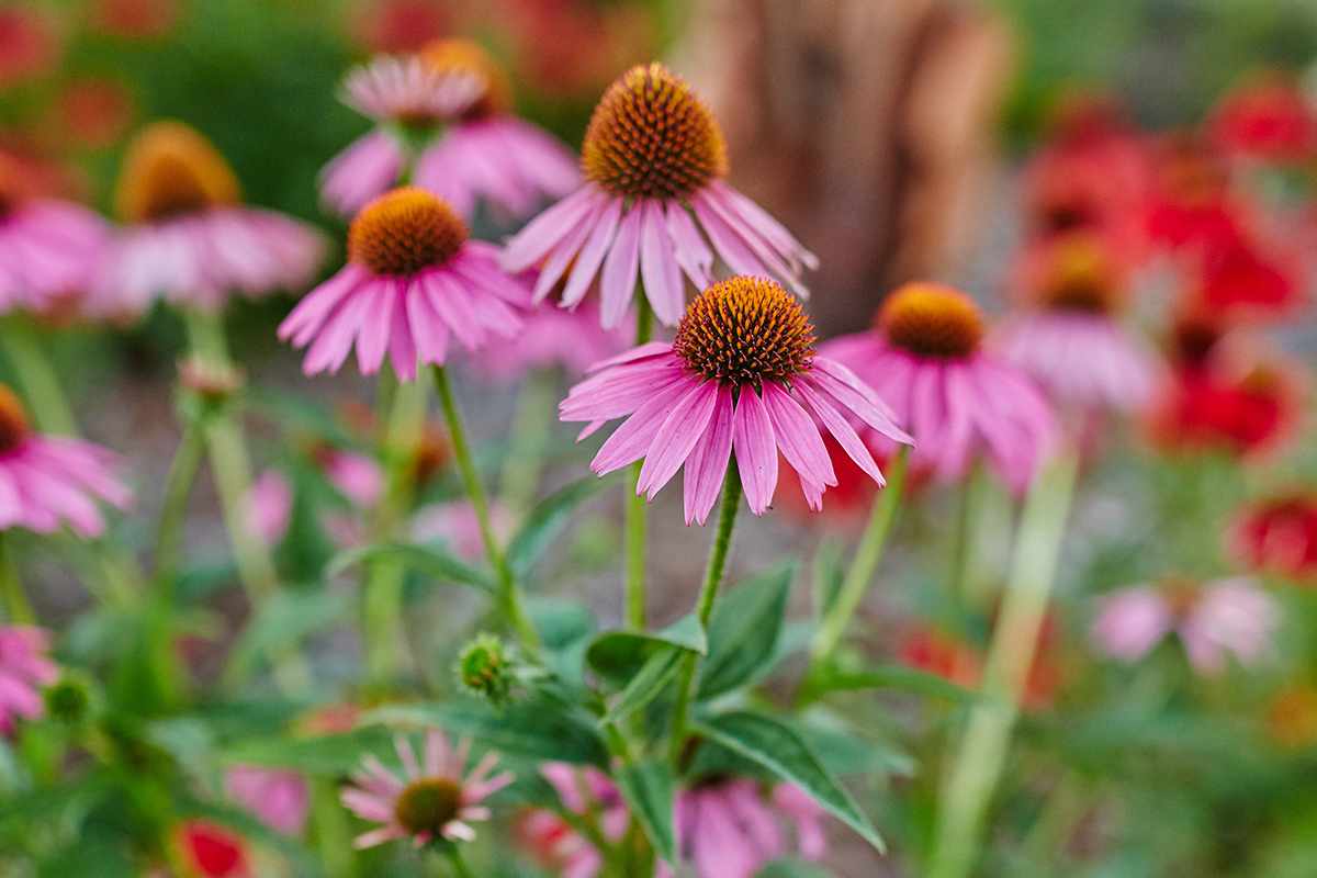 Coneflower (Echinacea purpurea)