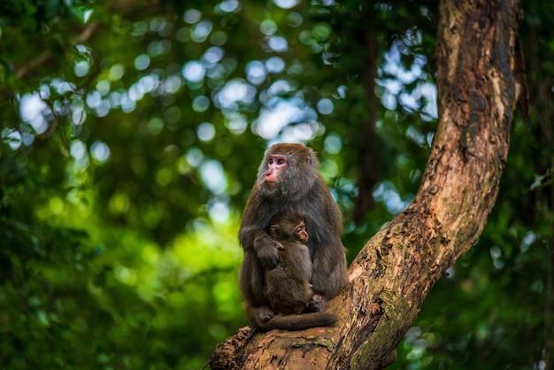 10 Curiosità sul macaco