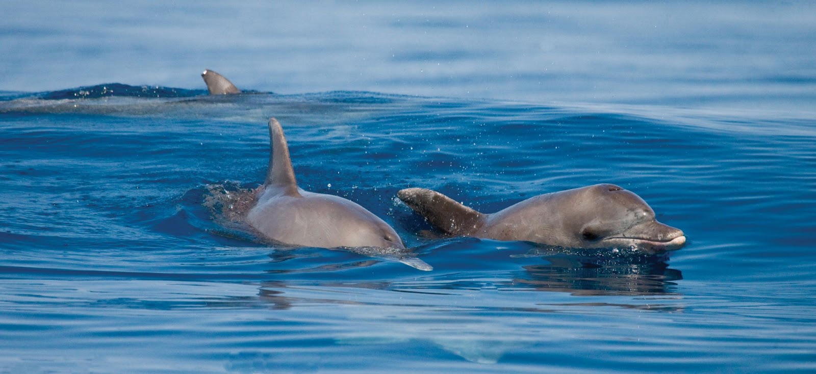 Bottlenose Dolphins on the coast of Wa Ale Resort