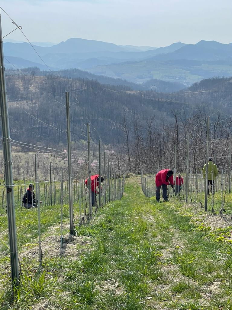 Comparison of machine pruners and hand pruning methods in vineyards