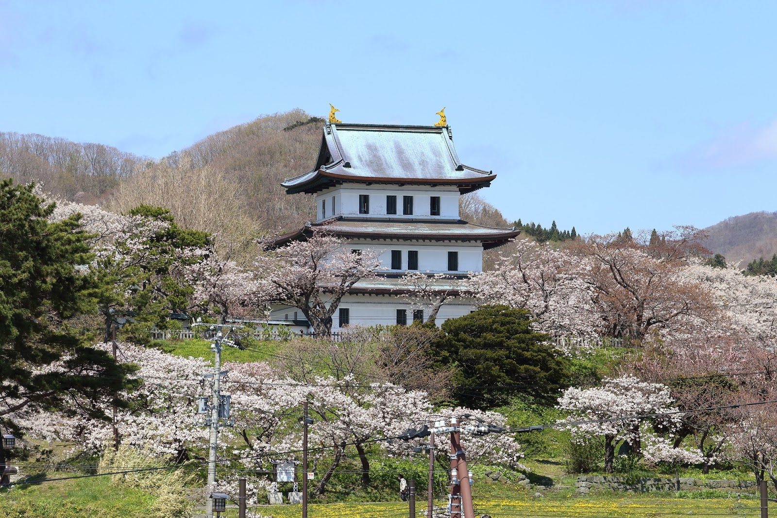 日本さくら名所100選に選ばれた桜の名所「松前公園」