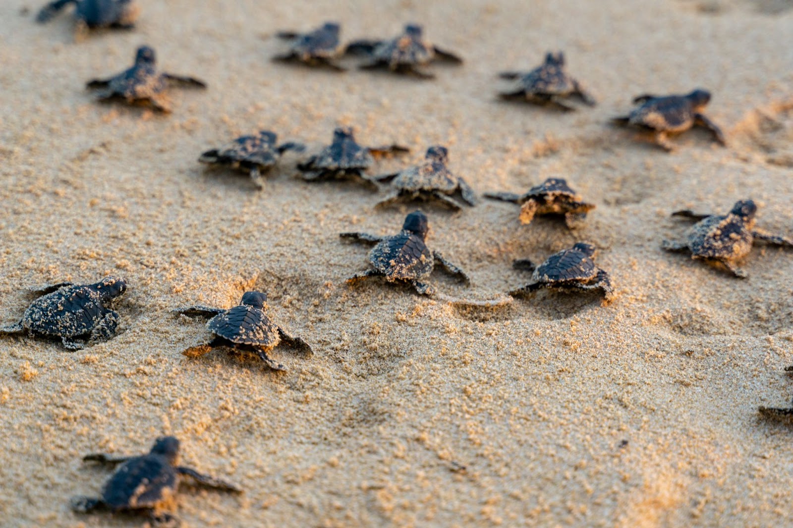 Filhotes de tartaruga se arrastando na areia da praia.