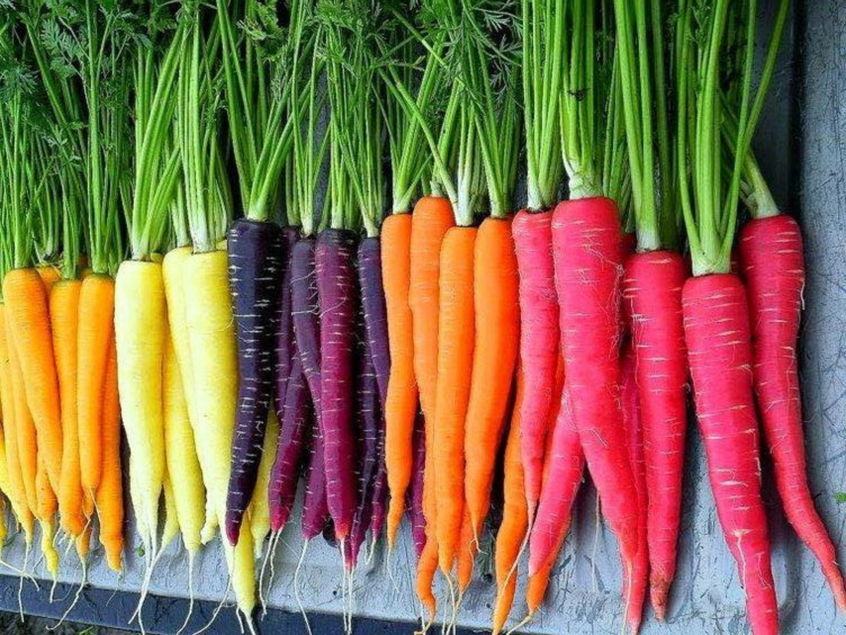 Carrots (Daucus carota subsp. sativus)