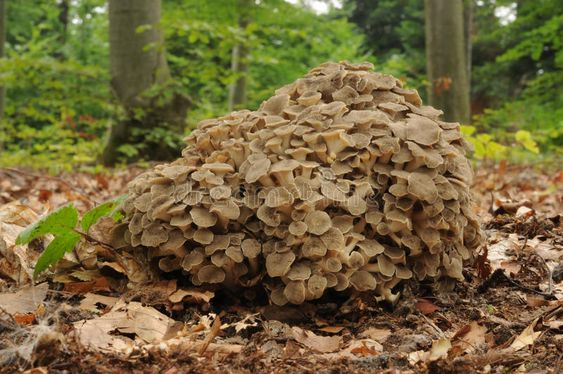 Grzyby polyporus - grzyby lecznicze na obrzęki nóg 