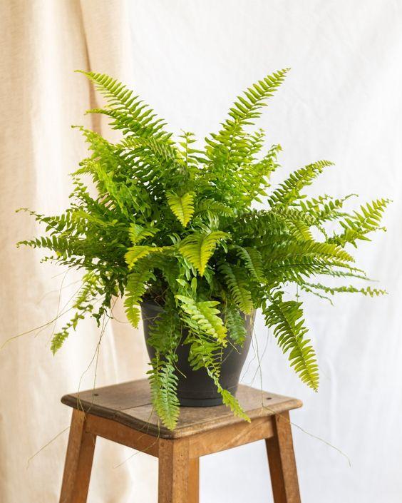 Boston Fern 