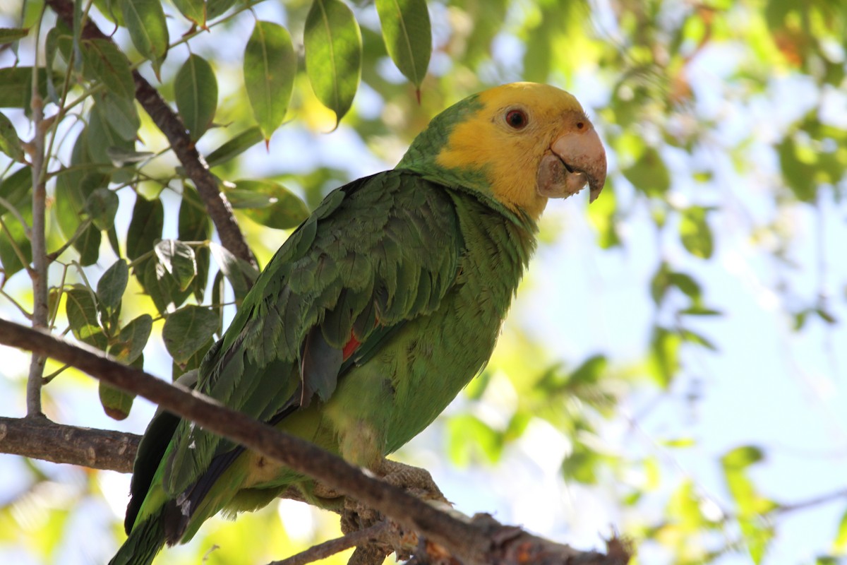 Parrots With Yellow Heads