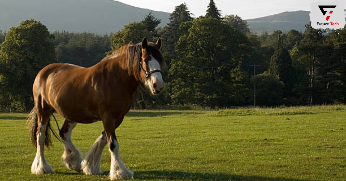 Physical Characteristics That Define The Clydesdale