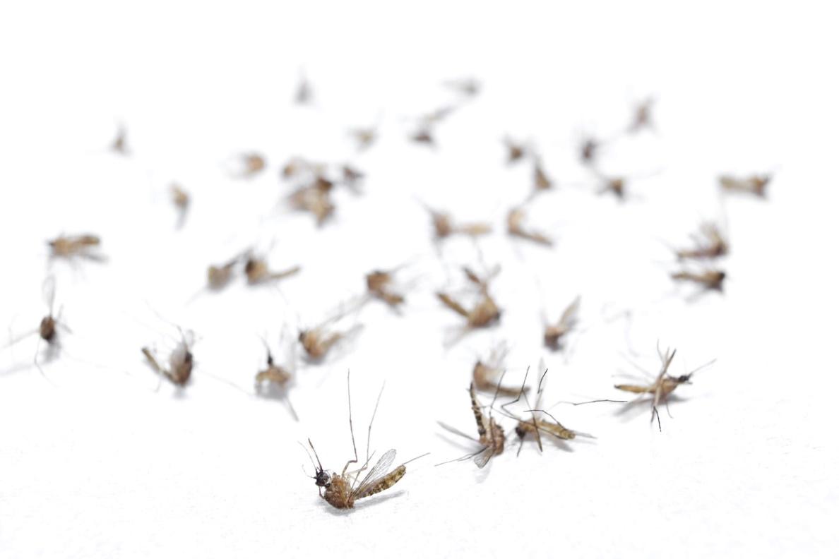 A group of mosquitoes on a white surface

Description automatically generated