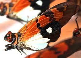 Butterfly Cicada