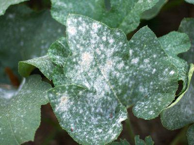 Powdery Mildew