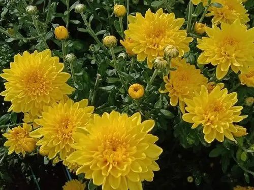 15 Inch Fast Growth Yellow Aishwarya 2 Chrysanthemum Flower Plant, For  Garden, Spring